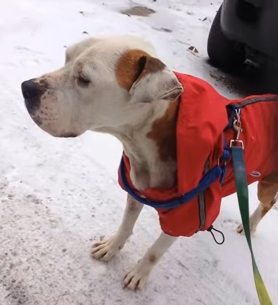 Extra image from article