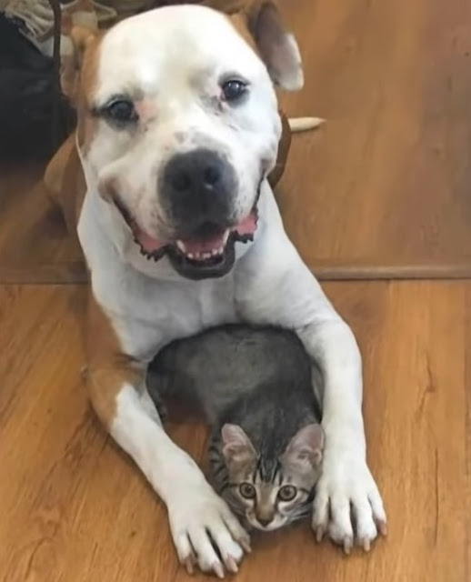 Extra image from article