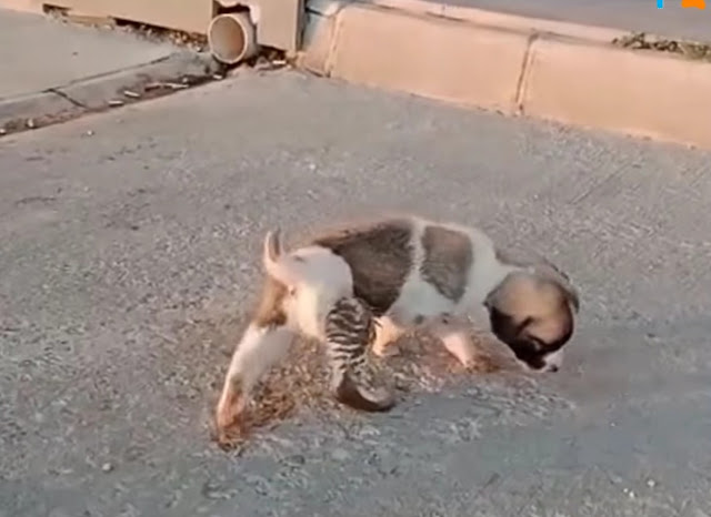 The surgical procedure, though complex, ...