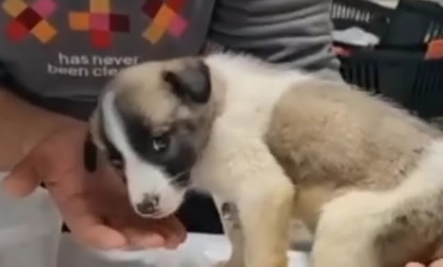 Extra image from article