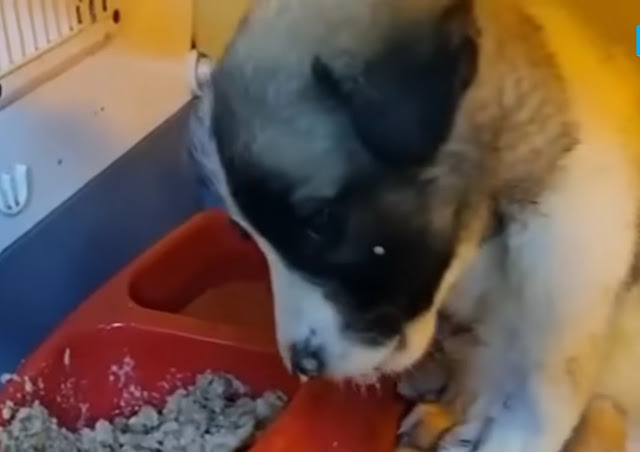 Extra image from article