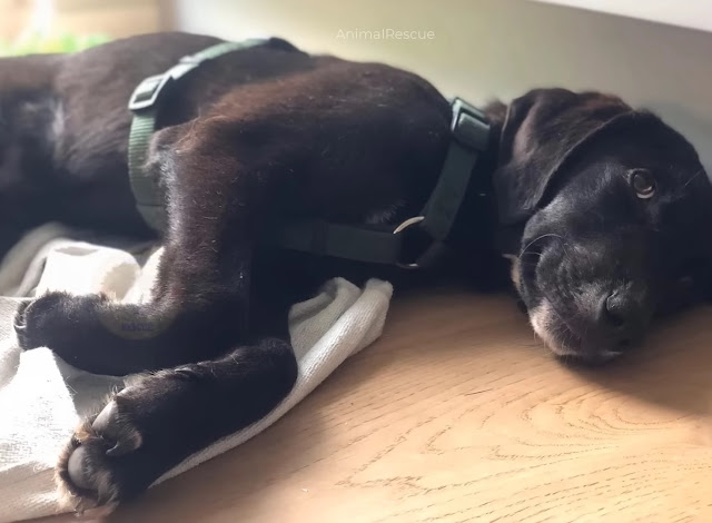 Extra image from article