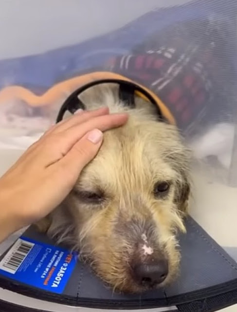 Extra image from article