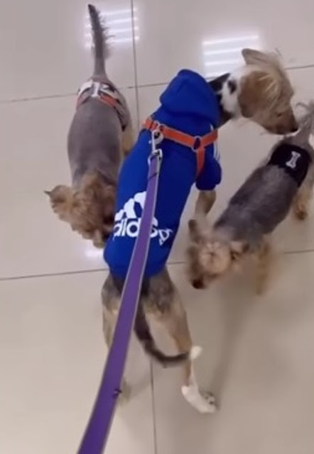 Extra image from article