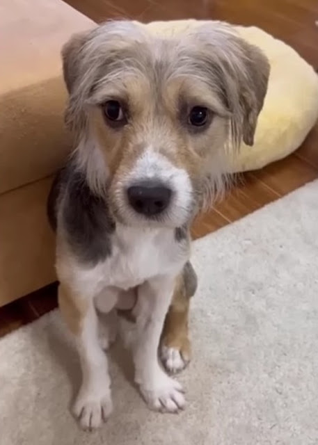 Extra image from article