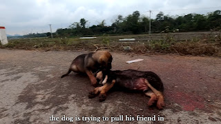 The volunteer gently collected both dogs...