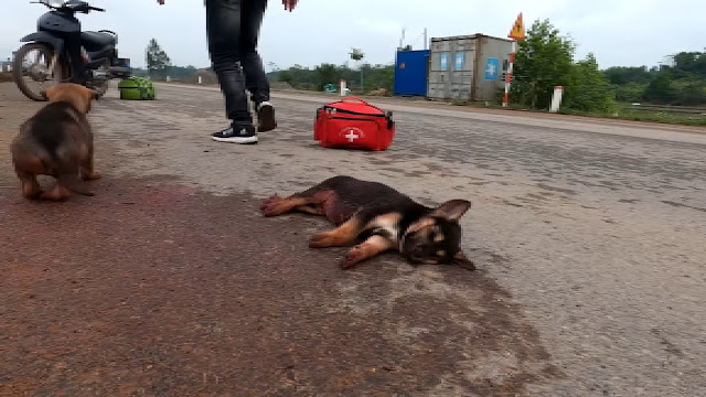 This poignant story highlights the resil...