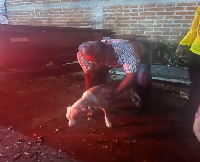 With proper nutrition and a consistent t...