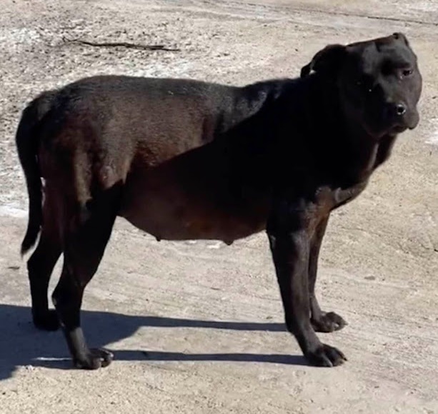 Once they brought her home, the dog—whom...