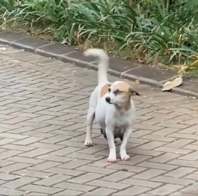 Extra image from article