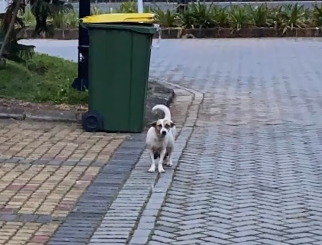 The very next day, Cherry welcomed eight...