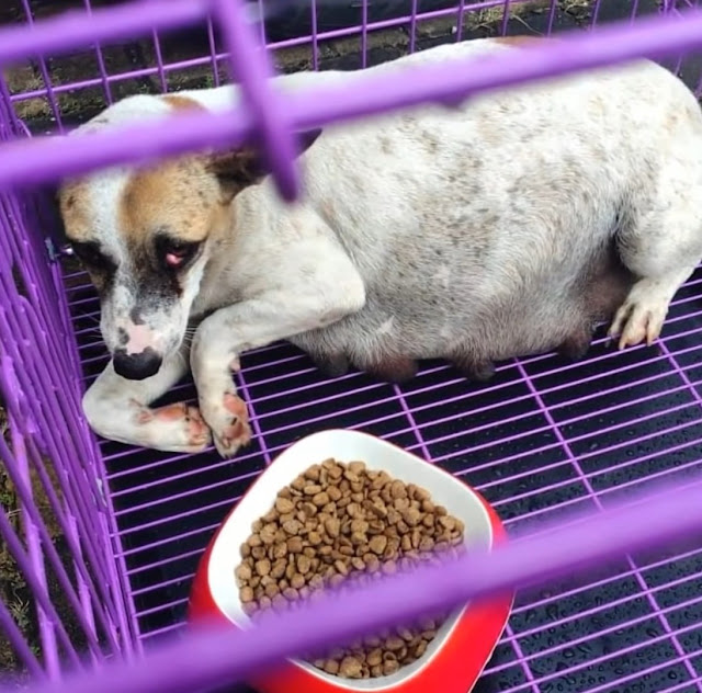 Extra image from article