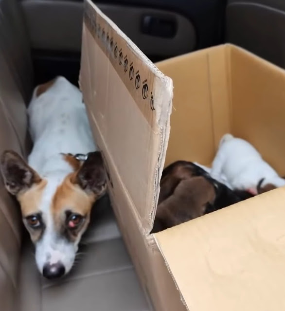 Extra image from article