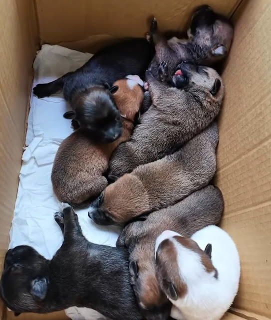 Extra image from article