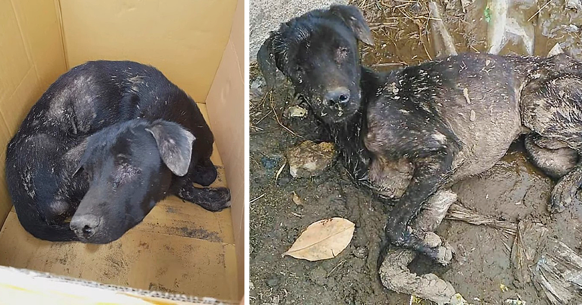 The dog was discovered lying in the mud,...