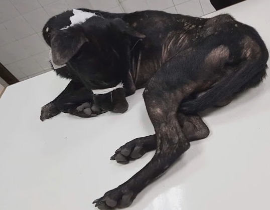 Now, the dog that once faced an uncertai...