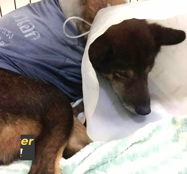 Extra image from article