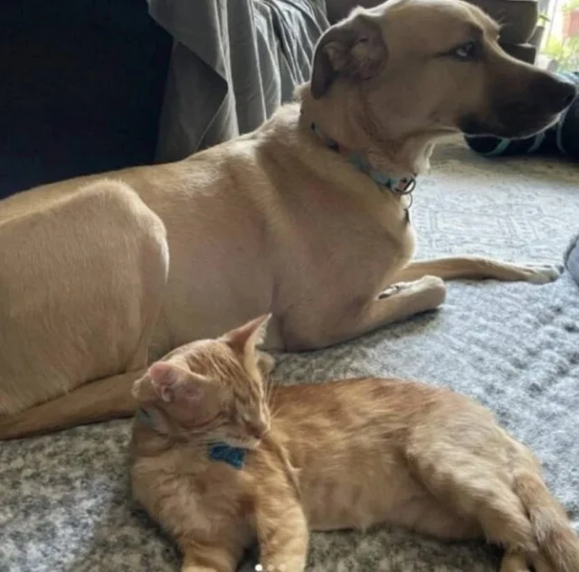 With his sharp senses and zestful spirit...