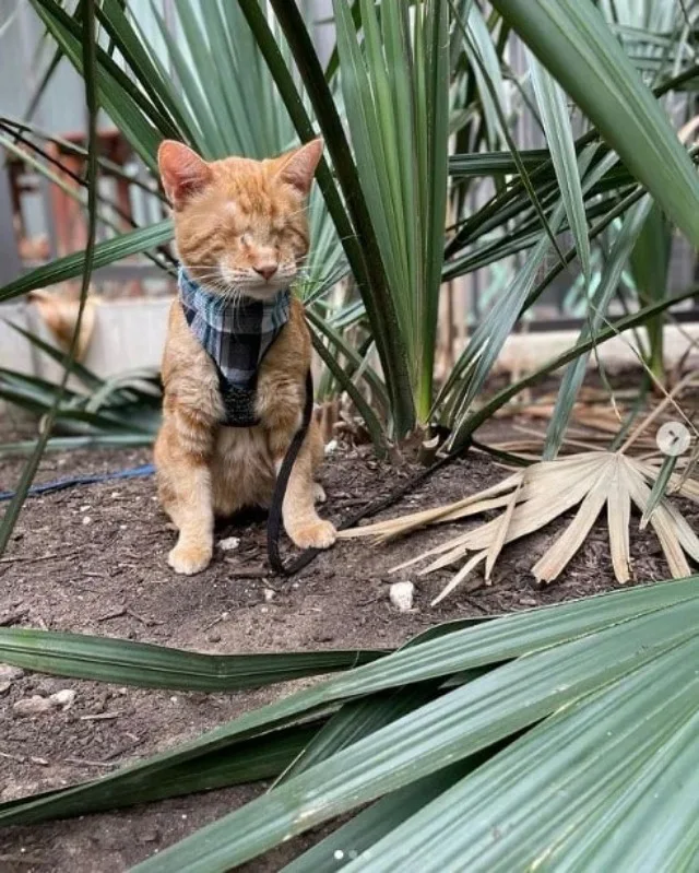 Extra image from article