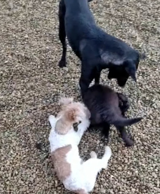 Extra image from article