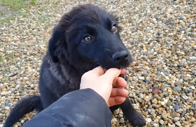 Extra image from article