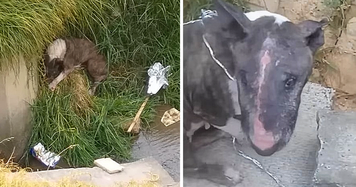 Hope's health was in a fragile state whe...