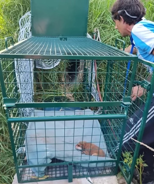 Fast forward 25 days, and the puppies ha...