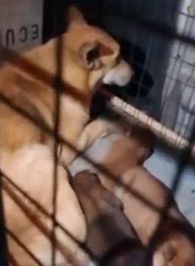 Special appreciation goes to the rescuer...