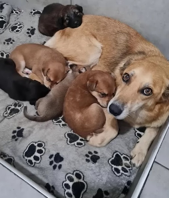 Extra image from article