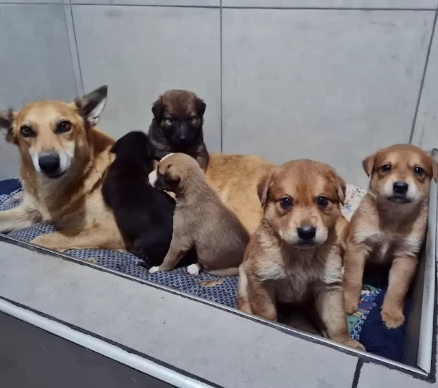 Extra image from article