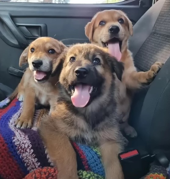 Extra image from article