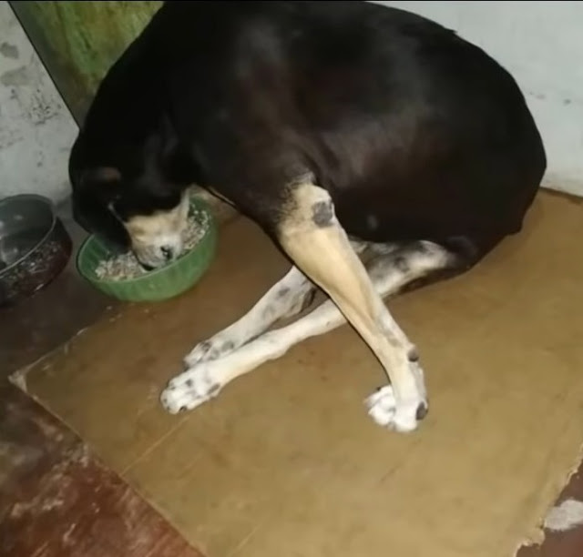 Extra image from article