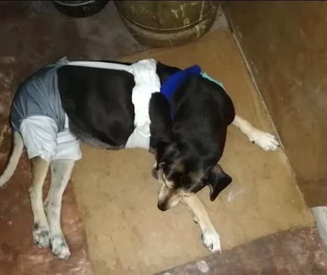 Extra image from article