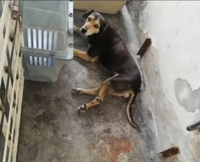 A month later, Preciosa had fully recove...