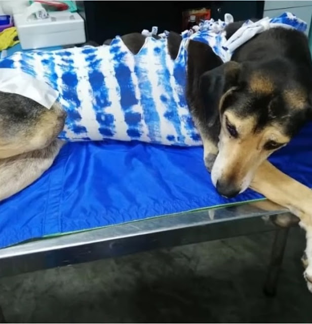 Extra image from article