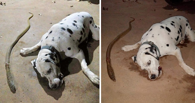 Extra image from article