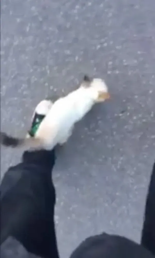 Extra image from article