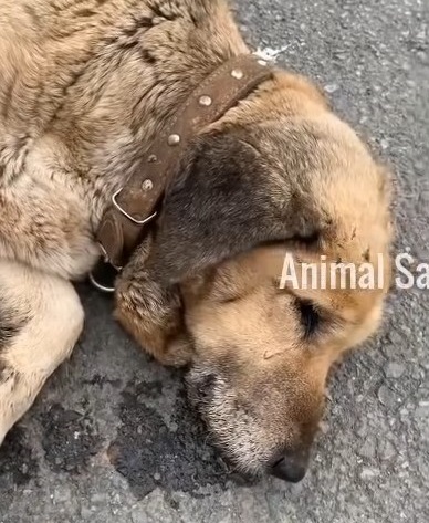 The situation at the vet was critical. T...