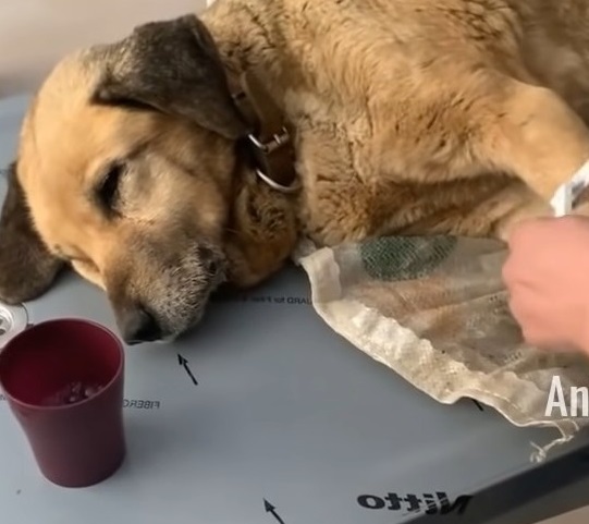 Extra image from article