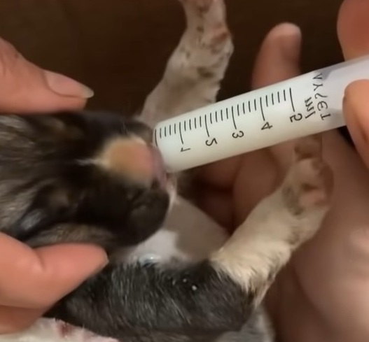 Extra image from article