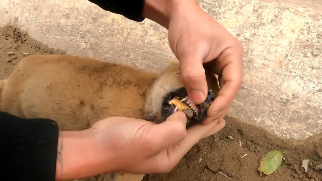 Extra image from article