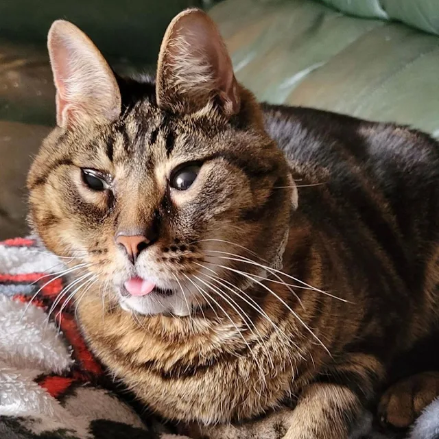 Not long after bringing Mr. Peanut home,...