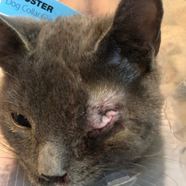 Extra image from article