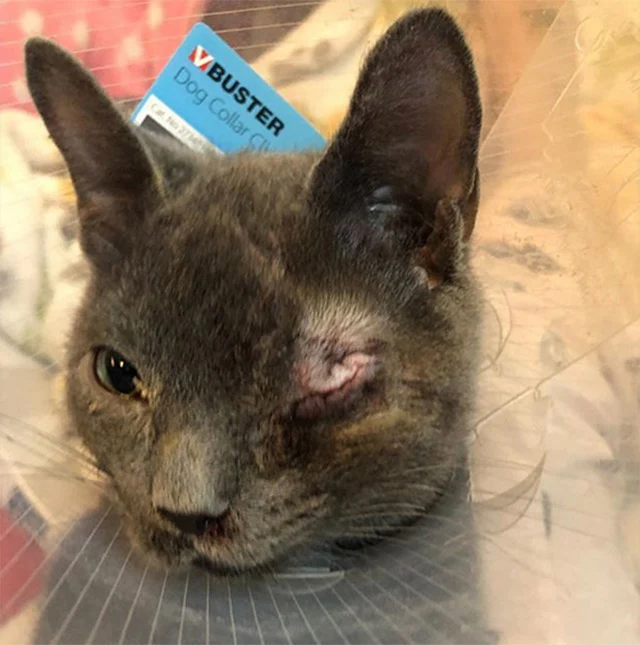 When Wolfie was finally rescued and take...