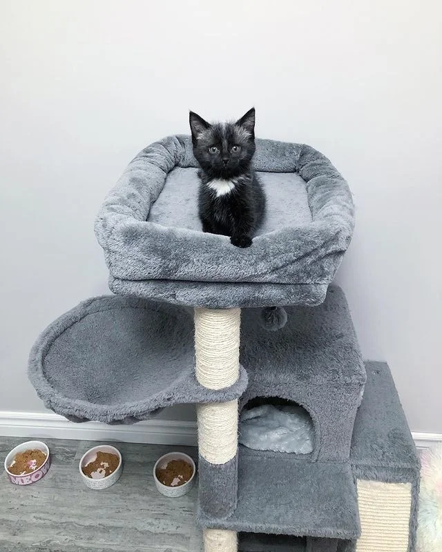 At the time of her rescue, Janie weighed...
