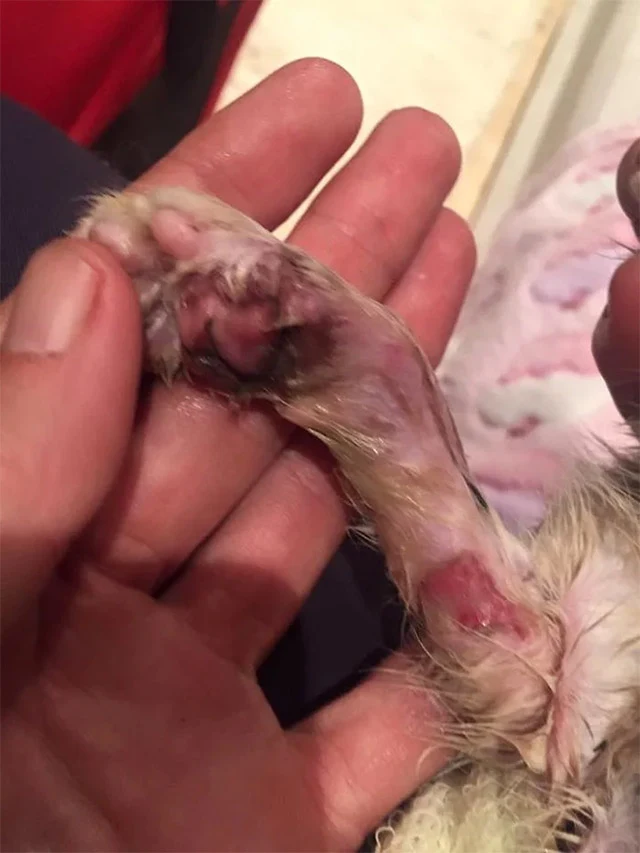 For several weeks, Warrior underwent pai...