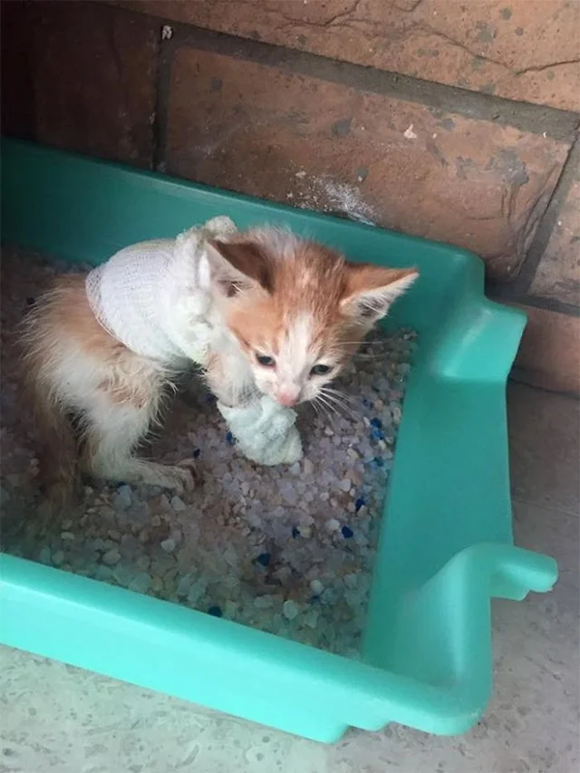 Warrior now resides with a loving couple...