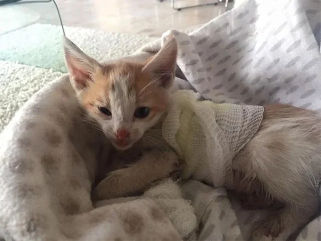 Extra image from article