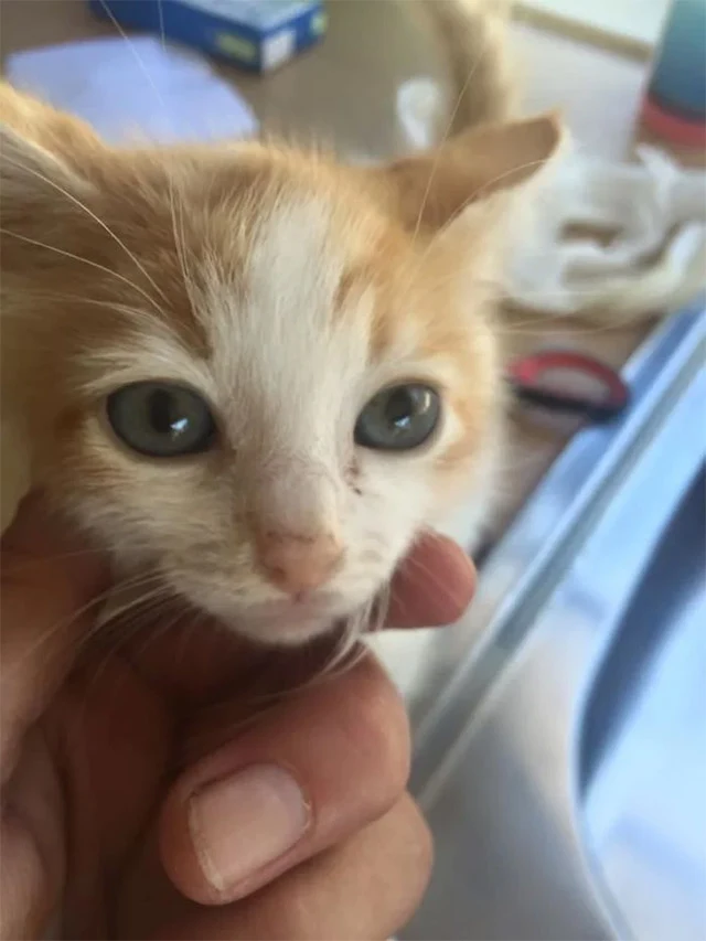 Extra image from article