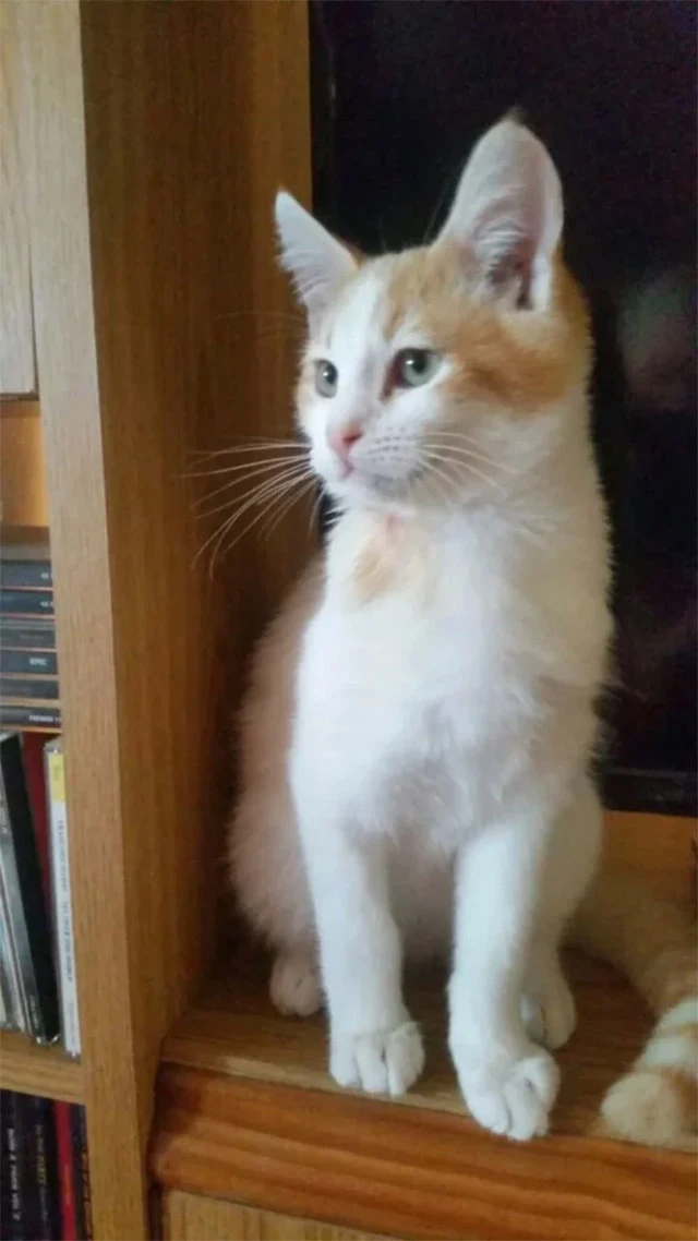 Extra image from article